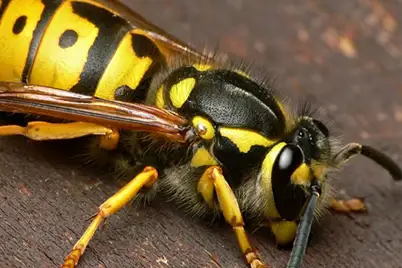 Wasps