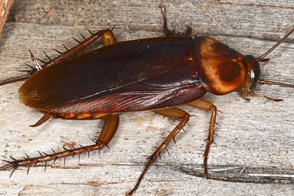 Cockroach Control in Your Home