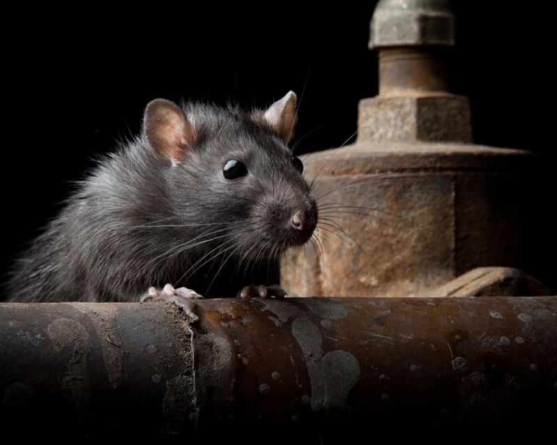 https://www.yates.com.au/media/plants/problem-solver/pests/pr-tn-pests-rat-on-pipe.png