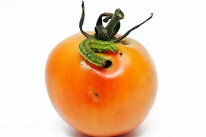 Budworms