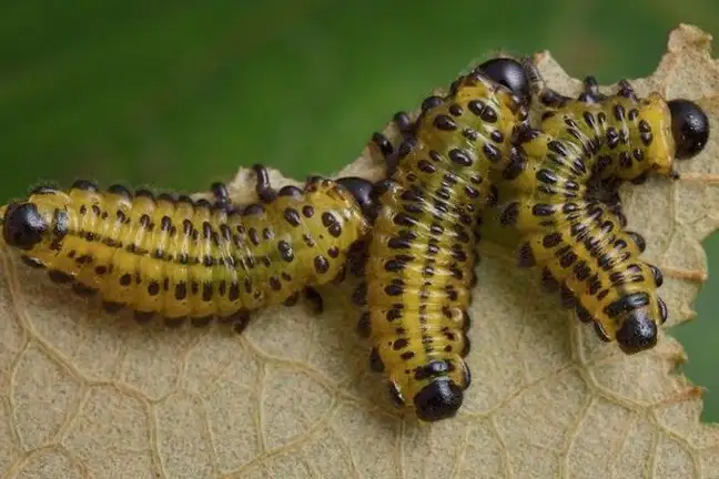 Close-up of sawfly larvae