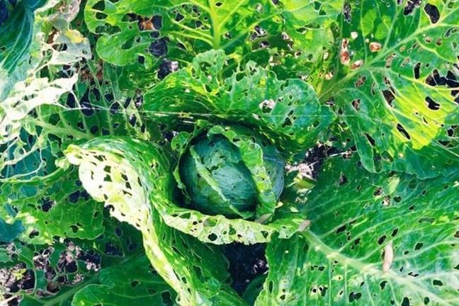 mature cabbage plant with sever snail damage