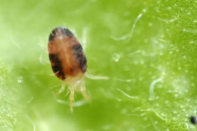 close-up of Two-Spotted Mite