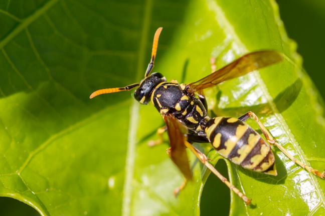 wasps 2 (1)