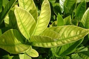 Iron Deficiency Treatment for Plants