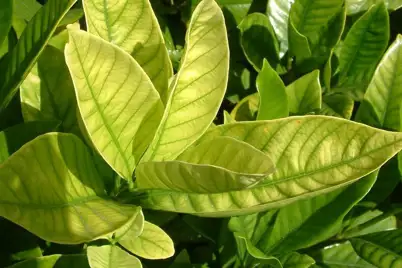 Iron deficiency