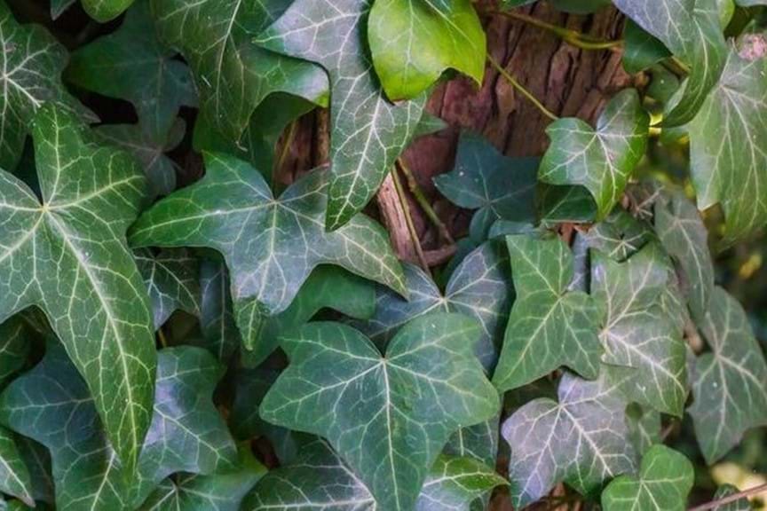 How to Get Rid of Ivy in Your Garden | Yates Australia