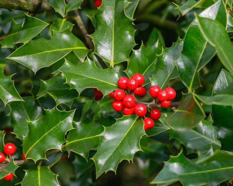 How to Get Rid of Holly in Your Garden | Yates Australia