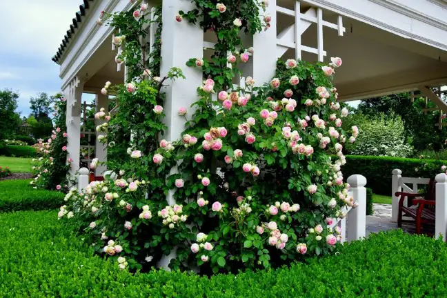 climbing roses 10