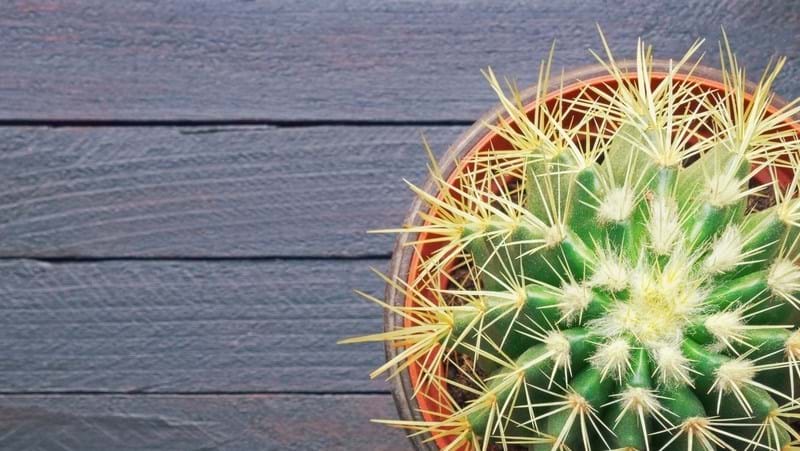 How To Grow Golden Barrel Cactus
