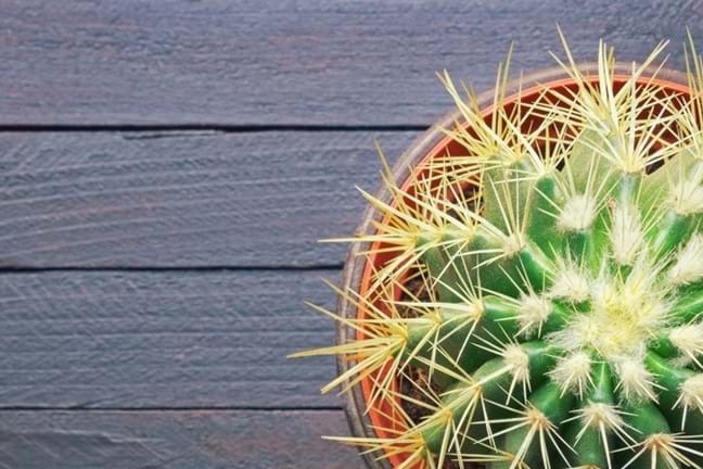 how to grow golden barrel cactus 2