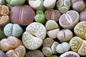 how to grow lithops 3