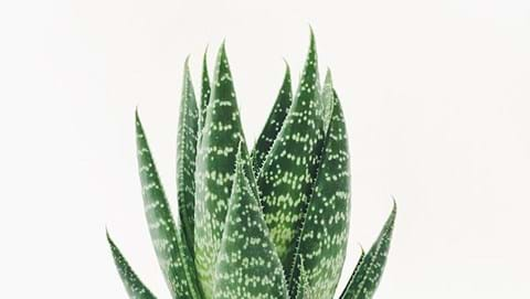 How to Grow Aloe Vera