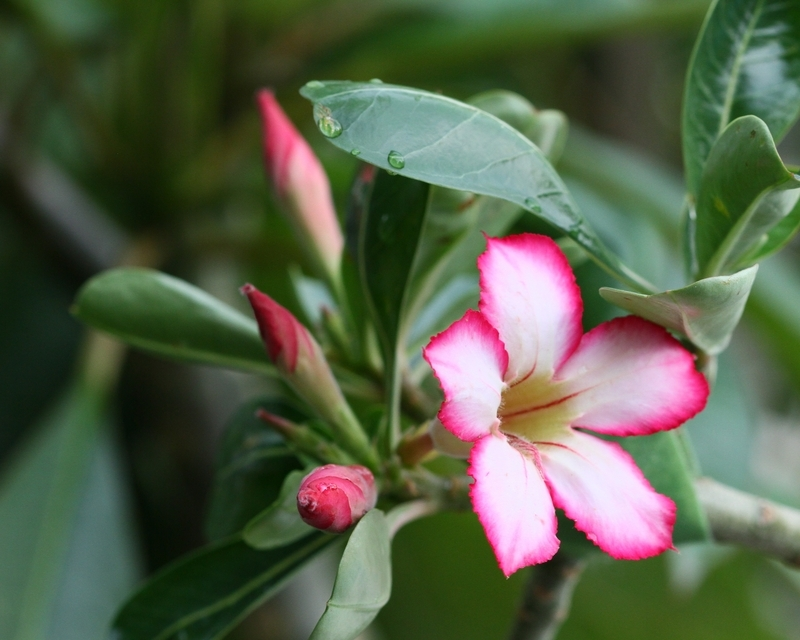 How To Successfully Care For Your Desert Rose