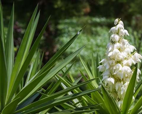 How to Grow Yucca