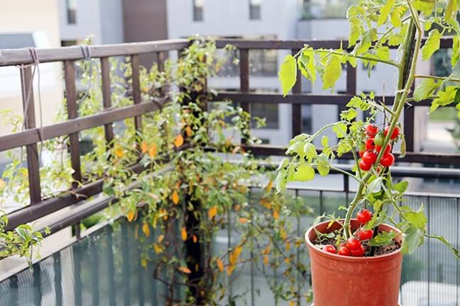 how to grow tomatoes 2 (1)