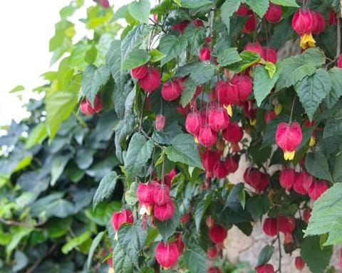 How to Grow Abutilon