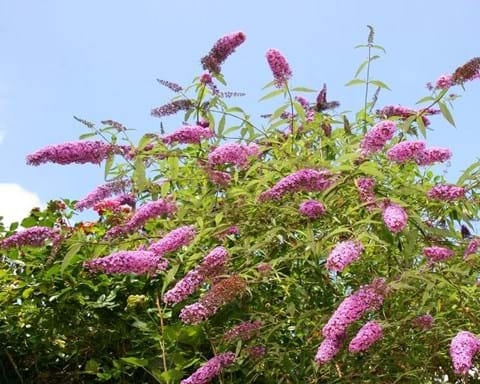 How to Grow Buddleia