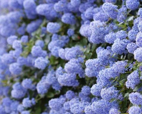 How to Grow Ceanothus