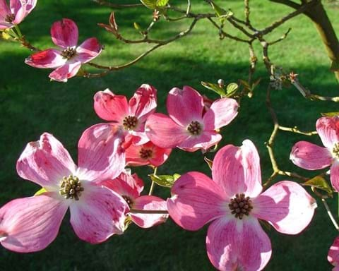 How to Grow Cornus