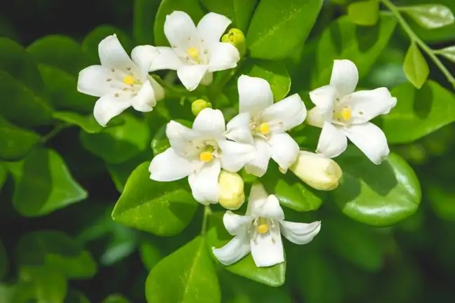 close up of murraya flowers white, star-shaped with 6 petal