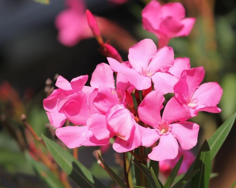 How To Grow Oleander | Yates Australia