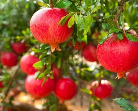 How to Grow Pomegranate