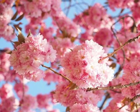 How to Grow Prunus