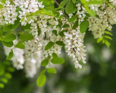 How to Grow Robinia