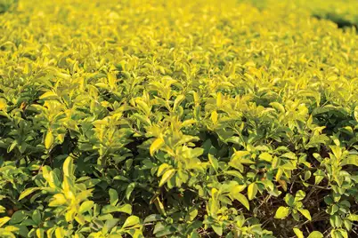 Duranta
