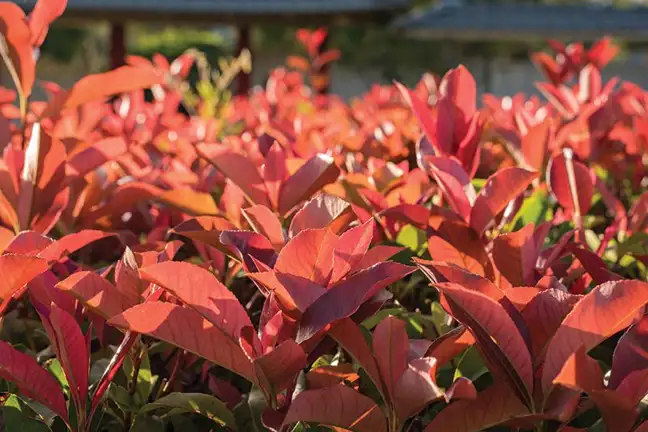 red new growth of photinia