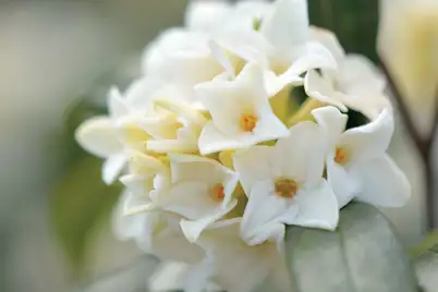 Winter flowers trees shrubs
