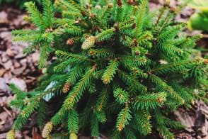 how to grow abies 3