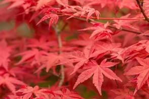 how to grow acer 3