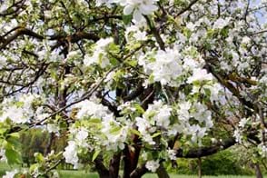 how to grow crab apple 3