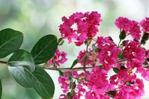 how to grow crepe myrtle 2