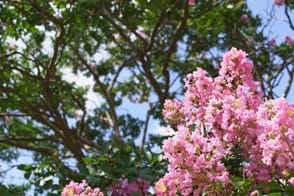 how to grow crepe myrtle 3