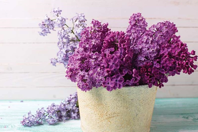 how to grow lilacs 4