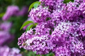 how to grow lilacs 3