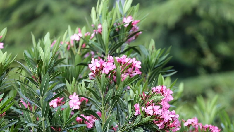 How To Grow Oleander