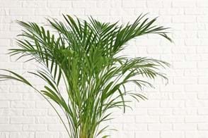 how to grow palms 3