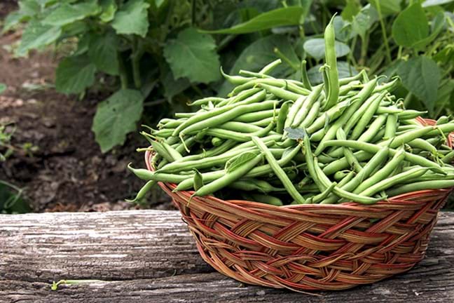 how to grow beans 2 (1)