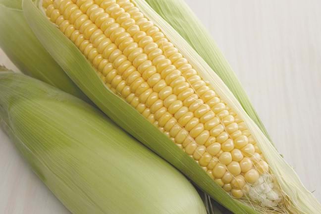 how to grow corn 2 (1)