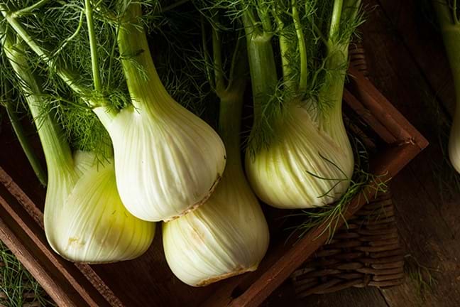 how to grow fennel 2 (1)