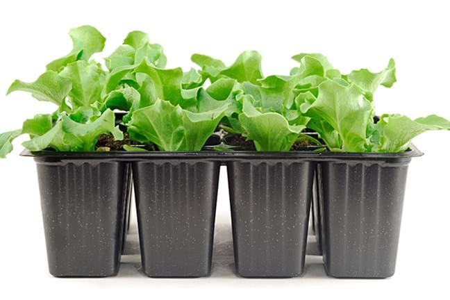 Lettuce grown in a seedling tray