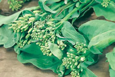 Asian Greens