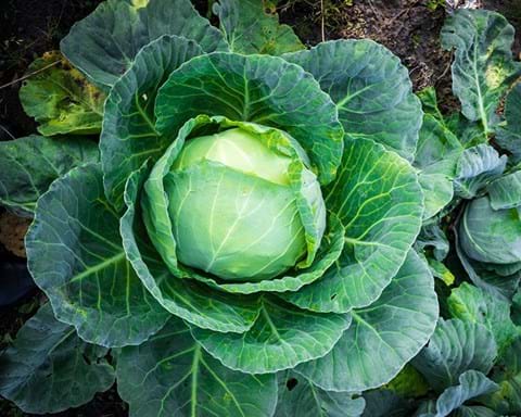 How to Grow Cabbage