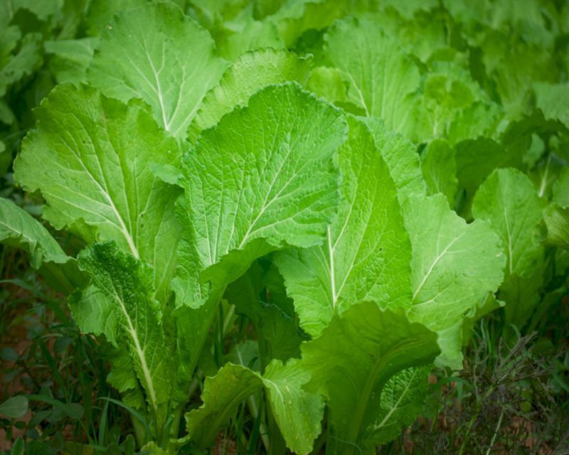 How to Grow Mustard Greens From Seed 