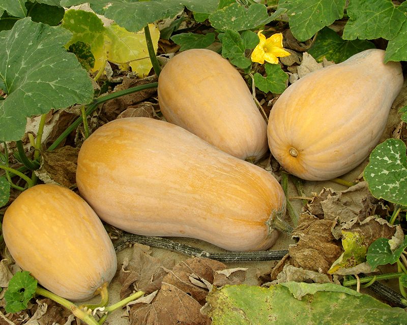 How To Grow Pumpkins A Complete Guide And Growing Tips Yates Australia