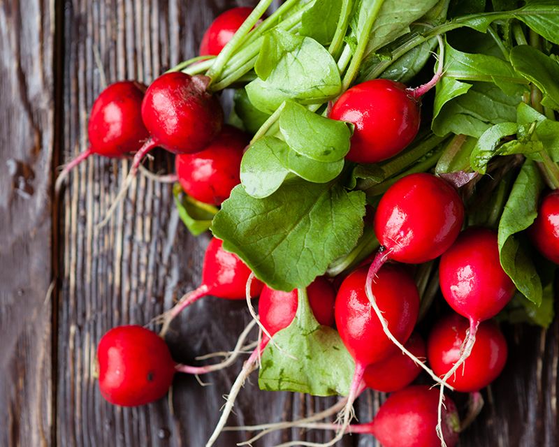 How to Grow and Care for Radishes